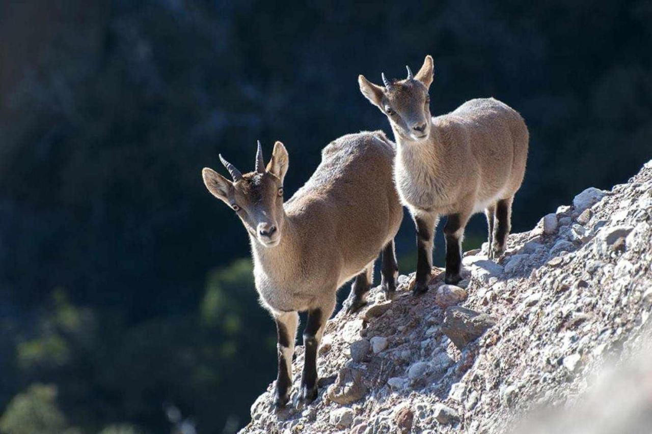 Xalet De La Muntanya El Brucmontserrat 外观 照片